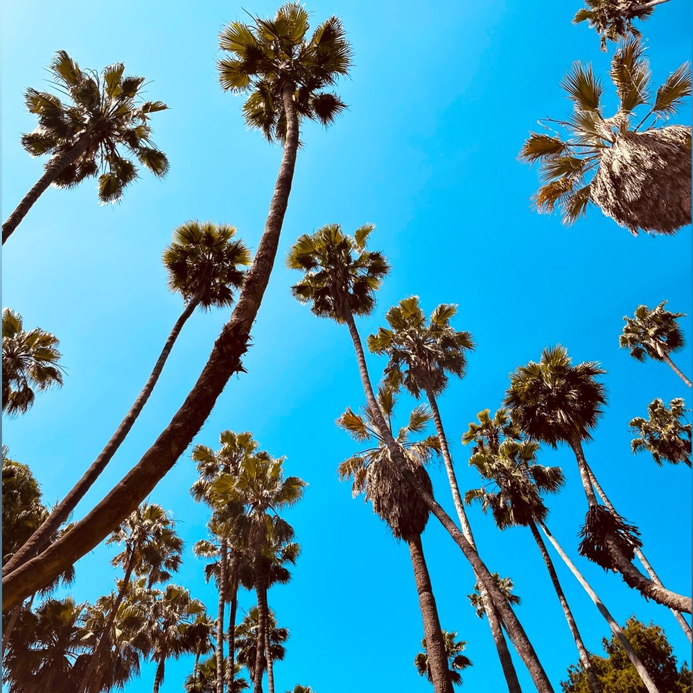 Meet your Posher, Sophia